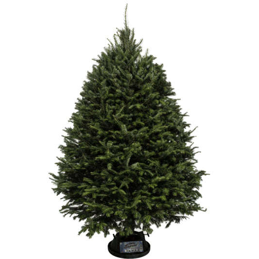 Balsam Fir Christmas Tree
