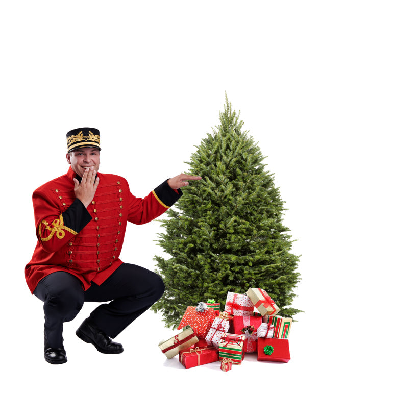 Sapin Cook
