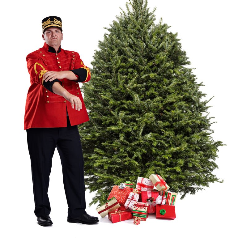 Sapin Cook