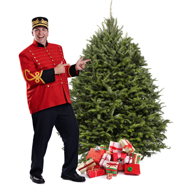 Sapin Cook