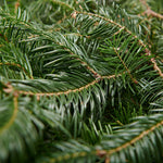 Fir branches