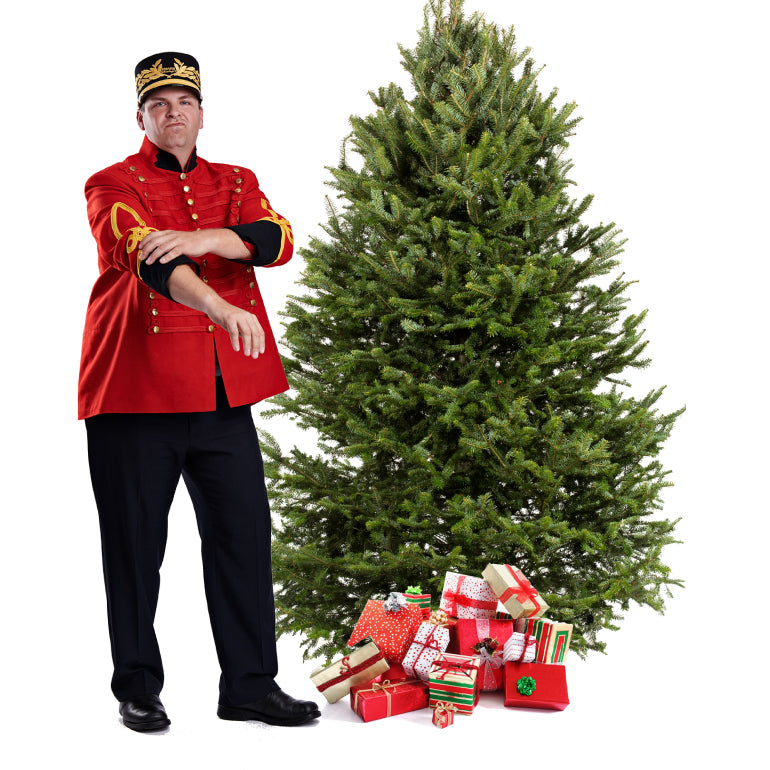 Sapin Cook