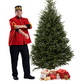 Fraser Christmas tree