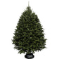 Sapin Cook