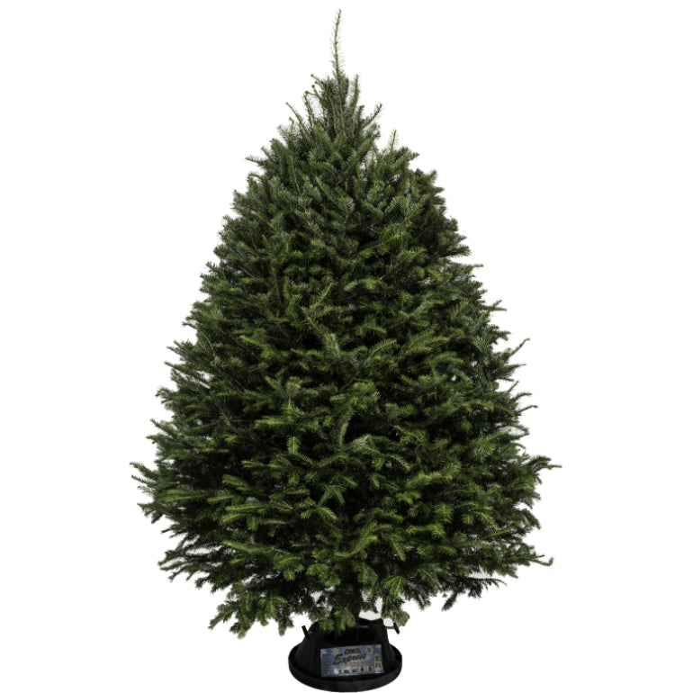 Sapin Cook