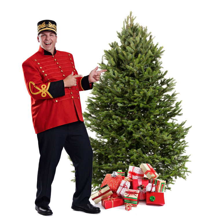 Sapin Cook