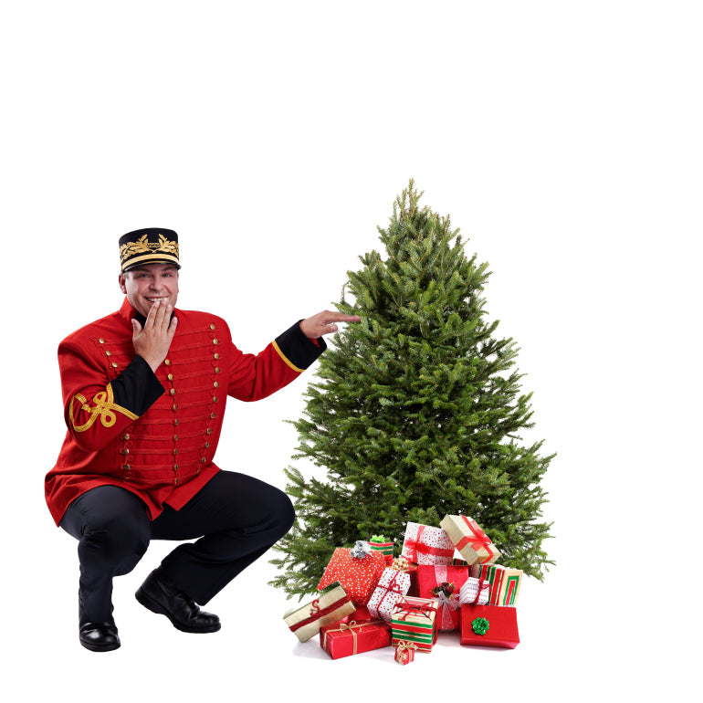 Sapin Cook