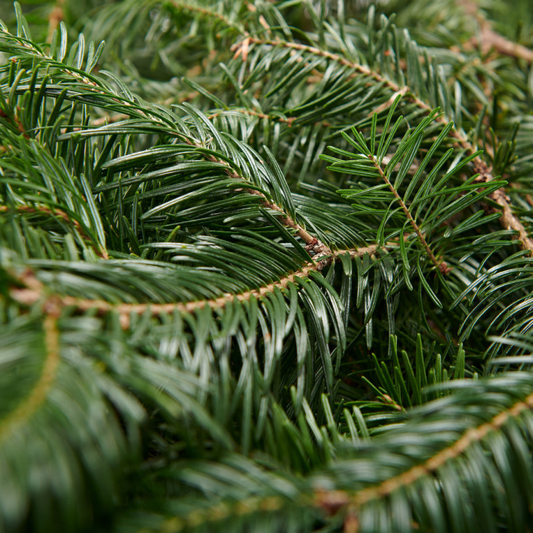 Sapin Cook