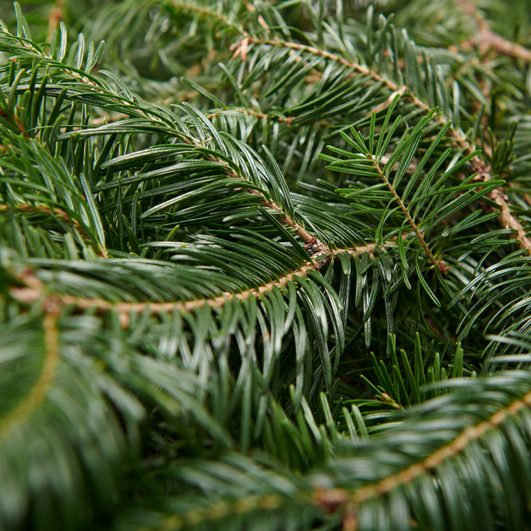 Balsam Fir Christmas Tree