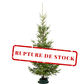 Wild Fir