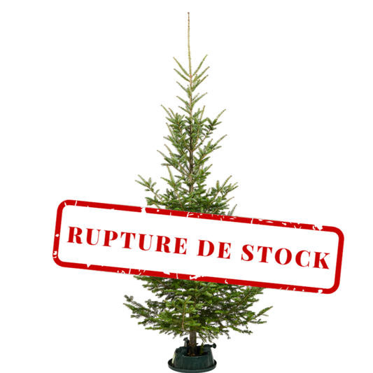 Wild Fir
