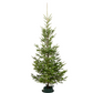 Wild Fir