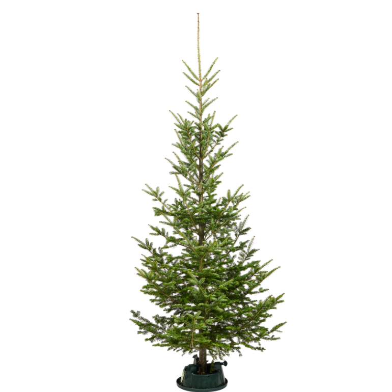 Wild Fir
