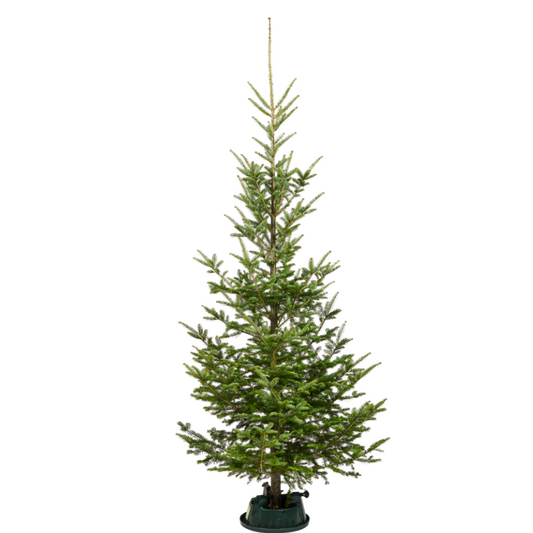 Wild Fir