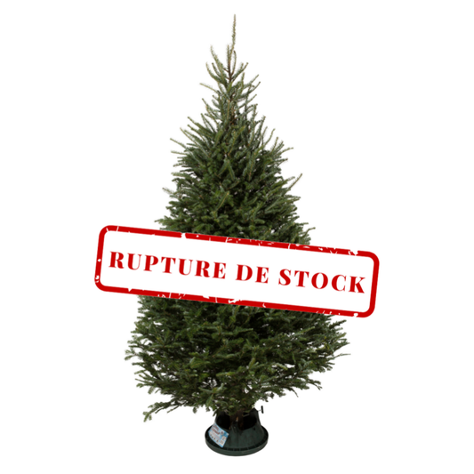 Fraser Christmas tree