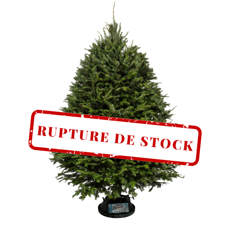 Sapin Cook