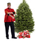 Sapin Cook