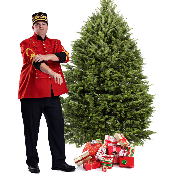Sapin Cook