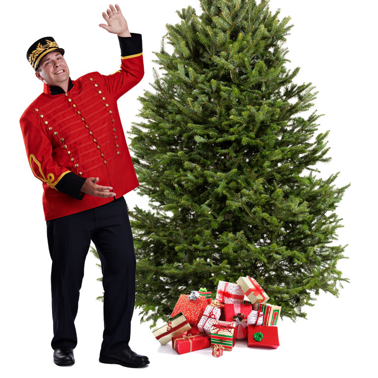 Sapin Cook