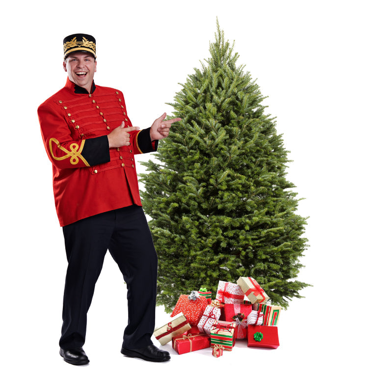 Sapin Cook