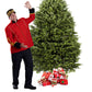 Sapin Cook