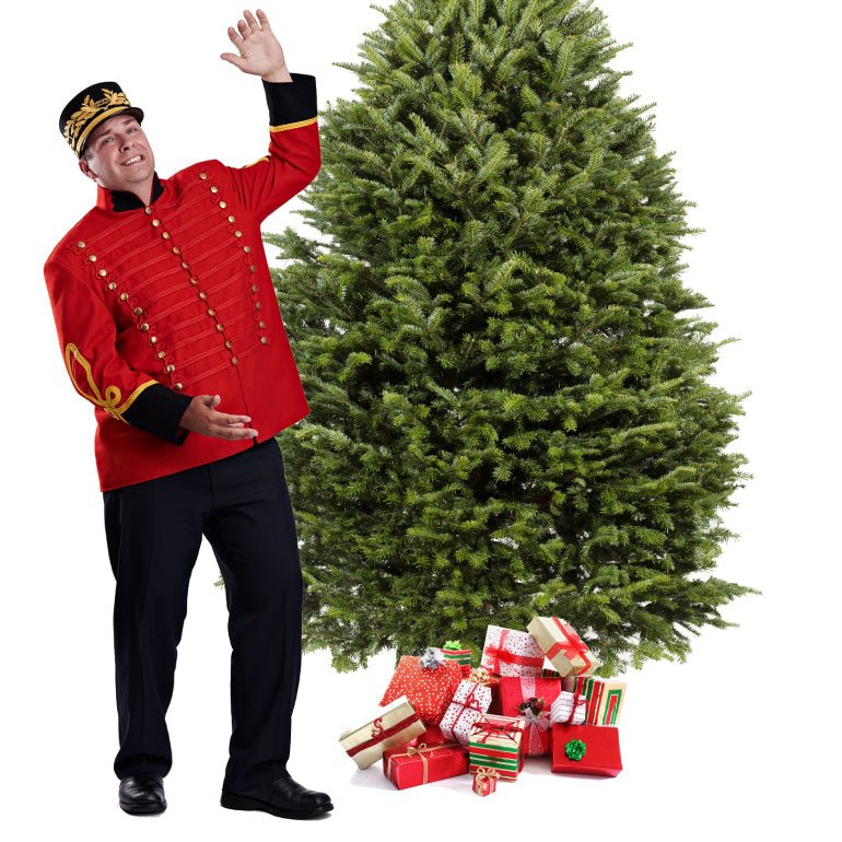 Sapin Cook