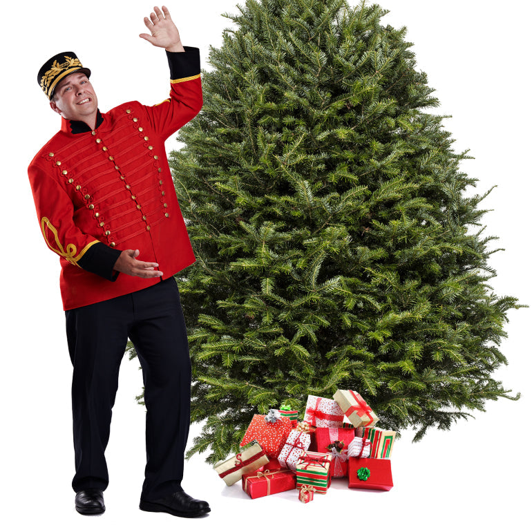 Sapin Cook