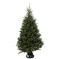 Sapin Fraser