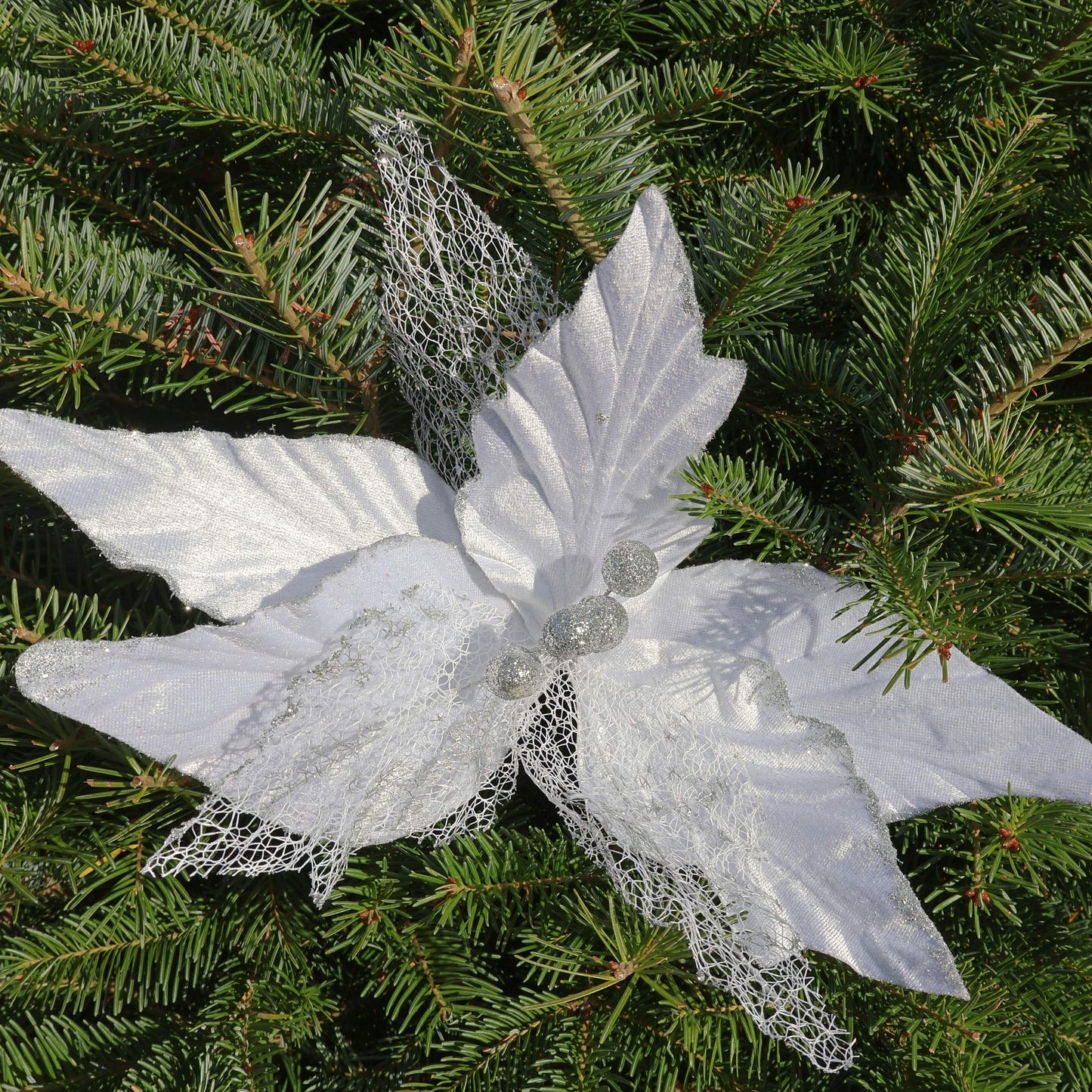 poinsettias blanc.jpg