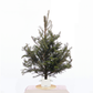 Tabletop Christmas Tree – 3 ft